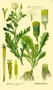 Image result for Senecio latifolius