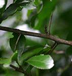 Image result for Gymnosporia oxycarpa