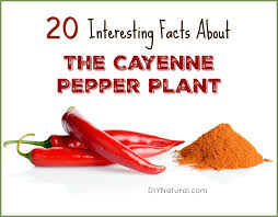 Maybe you would like to learn more about one of these? Capsicum Annuum 20 Interesting Facts Of The Cayenne Pepper