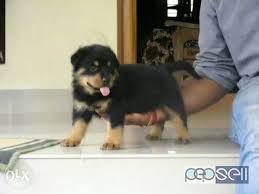 Check spelling or type a new query. Rottweiler Puppies For Sale In Kottayam Kerala Kottayam Free Classifieds