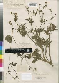 Image result for Ranunculus multifidus