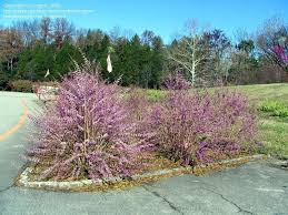 Plantfiles Pictures American Beautyberry Callicarpa Americana By Mgarr Plants Shade Garden Winter Garden