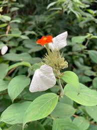 Image result for Mussaenda rivularis