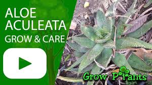 Image result for Aloe aculeata × ortholopha