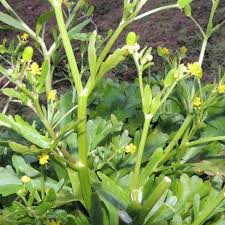 Image result for Ranunculus sceleratus