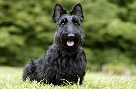 Does Your Dog Have Bladder Cancer Veterinary Cancer Surgery Specialists
