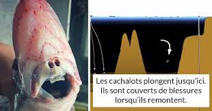 Pour des amateurs du dimanche, c'est déjà très profond, compte tenu que les temps de décompression à ce type de l'oxygène n'est pas seul, en cause, l'azote aussi intervient avec une narcose qui peut survenir à une moindre profondeur, selon les sujets. Cette Illustration Hallucinante Montre A Quel Point L Ocean Est Profond Et Elle Va Te Glacer Le Sang Ipnoze