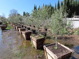 It needs regular watering to thrive. Arbequina Olive Tree Olives Unlimited