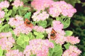 Black And Red Caterpillars On Azaleas How To Divide An Autumn Joy Sedum Sedum Plant Flowering Succulents Sedum
