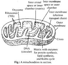 Check spelling or type a new query. Ncert Solutions For Class 11 Biology Cell The Unit Of Life Indianexpresss In