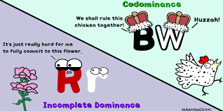 Worksheets are amoeba sisters answer key, amoeba sisters video recap alleles and g. Amoeba Sisters On Twitter Incomplete Dominance Codominance It S All In The Alleles Genetics Biology Stem Https T Co Jstpbbpbxu Https T Co 2tchrmjbz8
