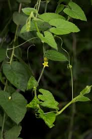 Image result for Kedrostis foetidissima