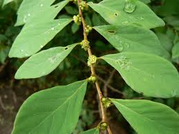 Image result for Bridelia