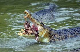 Pin On Reptiles Are Amazing