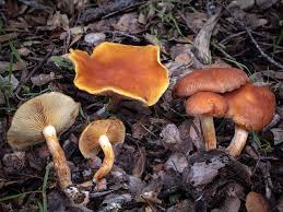 Image result for Gymnosporia pubescens