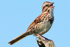 Image result for crying birds images and drawings