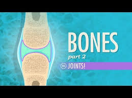 We Continue Our Look At Your Bones And Skeletal System Skipping Over The Silly Kid S Song In Favor O Crash Course Human Anatomy And Physiology Skeletal System