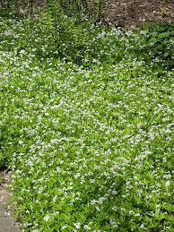 We did not find results for: Sweet Woodruff Galium Odoratum In Houston Texas Tx At Buchanan S Native Plants