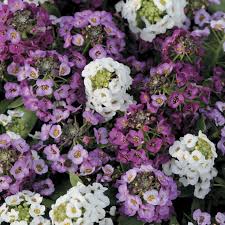 Check spelling or type a new query. Clear Crystal White Alyssum Flowers And Bulbs Veseys