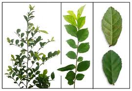 Image result for Streblus