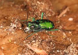 Image result for Tridactyle bicaudata