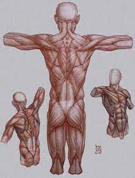 If you have done your studies well (and by well i mean: Anatomy Muscles Reference