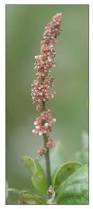 Image result for Acalypha paucifolia
