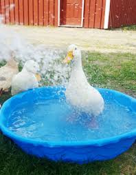 It can strip the oil from their feathers, causing them to get water logged easily. Tips To Help Your Ducks Stay Cool This Summer Fresh Eggs Daily