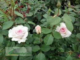 Desperation, warrior, rock city, overdrive, angel, tokyo rose, heart of fire, gypsy queen, this is what i get narita: Rosa A Whiter Shade Of Pale Venhorstplant