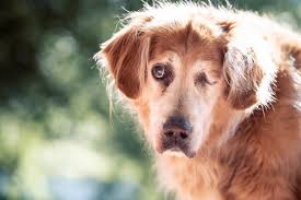 Golden retrievers were bred over a century ago to fetch fallen waterfowl for hunters in the north of england. Backup S Story Spokane Senior Dog Project Pt 5 Mb Bryant Images