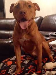 Tiger Stripe Black And Brown Pitbull Red Nose Pitbull Puppy Pitbull Terrier American Pitbull Terrier Pitbulls