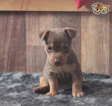 Black And Tan Miniature Jack Russell Terrier Miniature Jack Russell Chocolate Tan Boy Pup Jack Russell Jack Russell Puppies Jack Russell Terrier