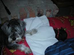 Maybe you would like to learn more about one of these? The Micro Pig Farm Ireland Home Facebook