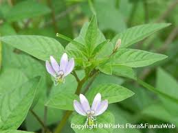 Image result for Cleome rutidosperma