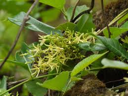 Image result for Cryptolepis hypoglauca