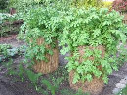 Der Kartoffelturm Kartoffeln Auch In Kleinen Garten Erfolgreich Selbst Anbauen Kartoffelturm Garten Kleiner Garten