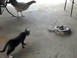Yilan Avindaki Kedi Yilan Avlayan Kediye Tirmik Sakasi