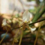 Image result for Summerhayesia