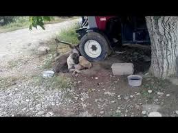 Kopek Tavuk Ciftlesmesi