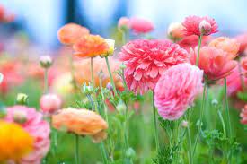 Life S Blows Cannot Break A Person Whose Spirit Is Warmed At The Fire Of Enthusiasm Norman Vincent Peale Flowers Pretty Flowers Beautiful Flowers