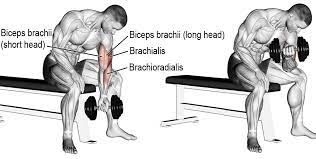 kol kasi hareketleri nasil yapilir kol kasi hareketleri nelerdir ve kol kasi buyutme hareketleri hakkinda en deta biceps workout dumbbell bicep workout biceps