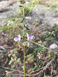 Image result for Tephrosia noctiflora
