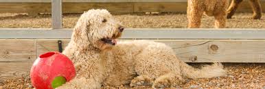 Pet resorts of america is a locally owned dog and cat boarding, bathing and daycare facility which has served the nashville, tennessee community since 2001. Pet Resorts Of America