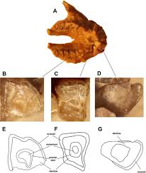 Image result for Paratheria