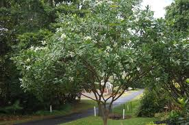 Image result for Tabernaemontana pachysiphon