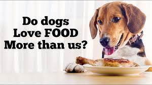 Do Dogs Only Love Us For Food Mi Dog Guide