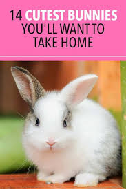 Black And White Bunny Names Boy 14 Cutest Bunnies You Ll Want To Take Home In 2020 Cute Bunny Pet Bunny Rabbit Breeds