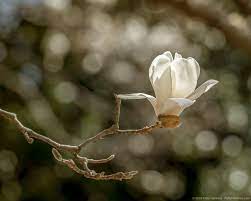 Yulan Magnolias Beautiful Flowers Pictures Flower Pictures Magnolia
