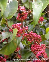 Image result for Memecylon