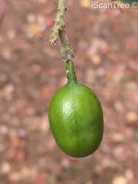 Image result for Xanthocercis zambesiaca